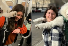 A Enterprising woman travels by train in New York City with her 52-pound Samoyed dog in a bag.