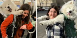A Enterprising woman travels by train in New York City with her 52-pound Samoyed dog in a bag.
