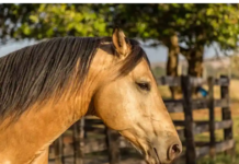 After being let free by his master, the Buckskin Stallion Horse shows his greatness.