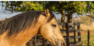 After being let free by his master, the Buckskin Stallion Horse shows his greatness.