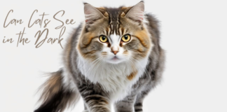 Getting to the Bottom of the Mysteries: Can Cats See in the Dark? The Real Reason Cats Can See in the Dark
