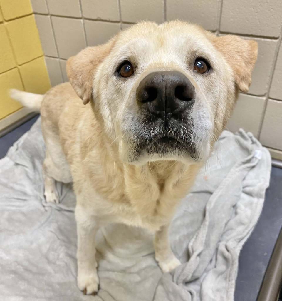 After being returned to the shelter seven times, an elderly dog with a "teddy bear face" seeks a new home. 2 image 1