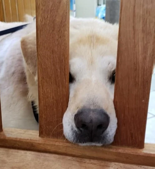 After being returned to the shelter seven times, an elderly dog with a "teddy bear face" seeks a new home. 3 image 2