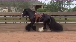 A GYPSY HORSE'S ELEGANCE AND MAJESTY 1 image 29