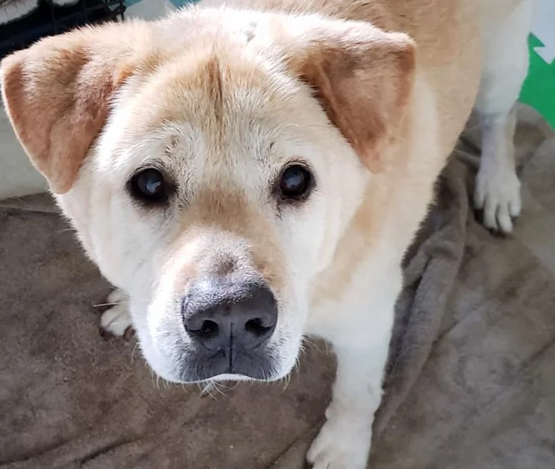 After being returned to the shelter seven times, an elderly dog with a "teddy bear face" seeks a new home. 4 image 3