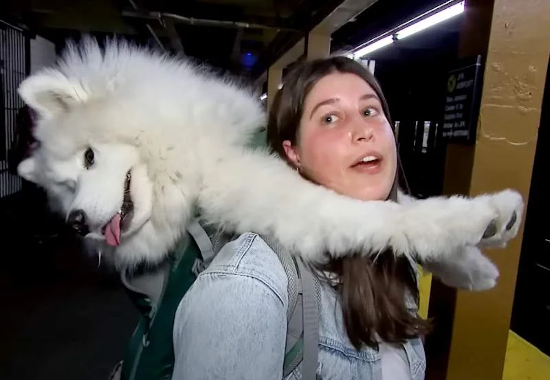 A Enterprising woman travels by train in New York City with her 52-pound Samoyed dog in a bag. 1 image 34