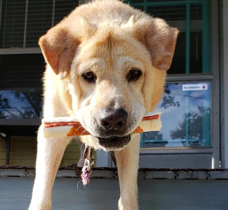 After being returned to the shelter seven times, an elderly dog with a "teddy bear face" seeks a new home. 5 image 4