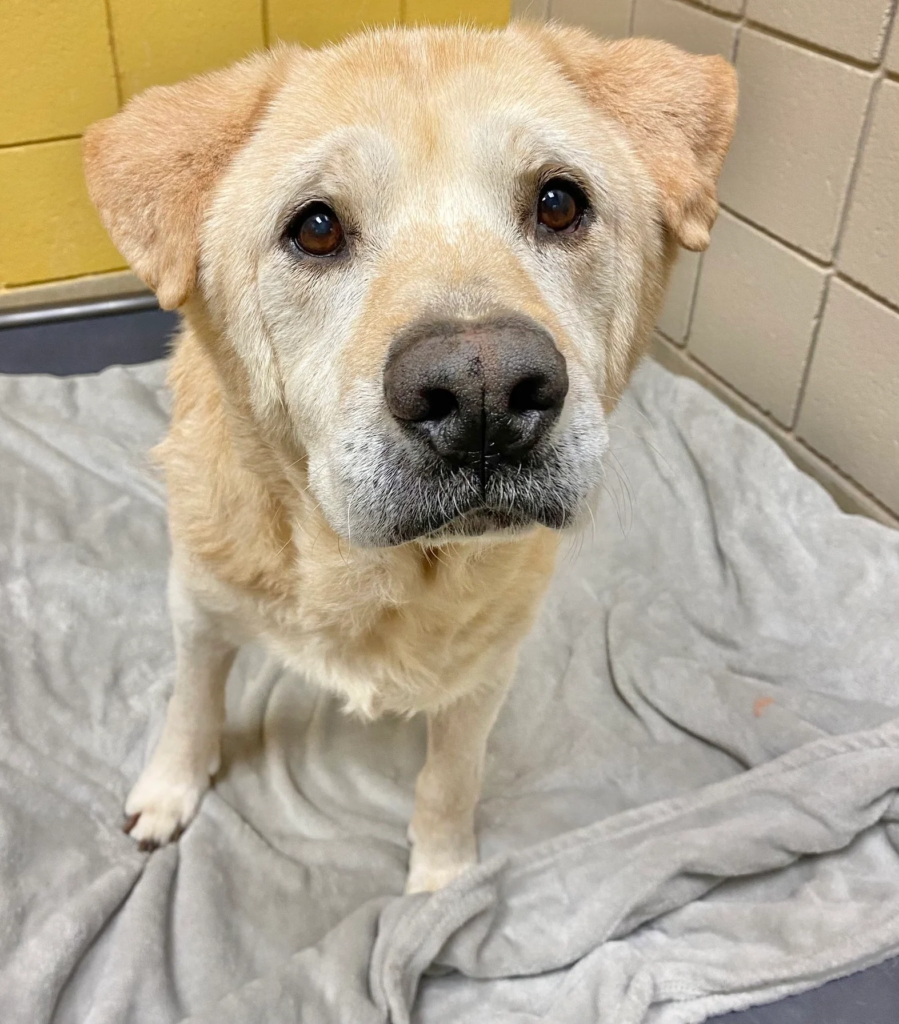 After being returned to the shelter seven times, an elderly dog with a "teddy bear face" seeks a new home. 1 image