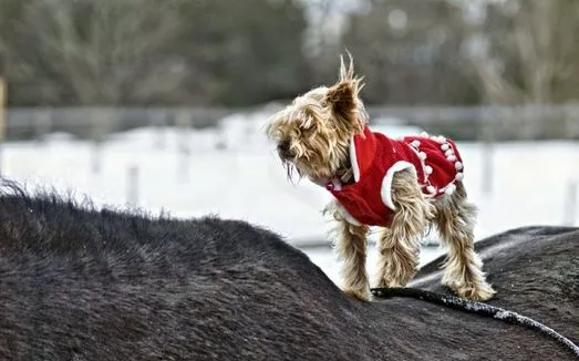 The real story behind the heroic photo of the horse that saved the drowning blind dog 3 2 3