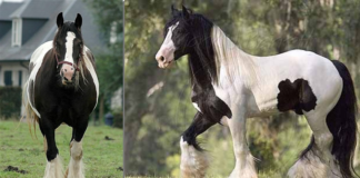 Ashton Of Pembleton: The Majestic Story of a Gypsy Vanner Stallion