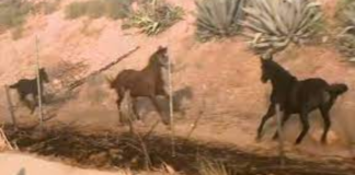 This courageous older horse ran into a burning stable to save younger horses.