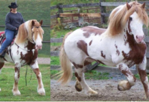 RED SPOTTED DRAFT HORSE – BIG JAKE