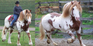 RED SPOTTED DRAFT HORSE – BIG JAKE