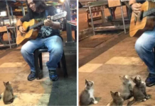 Everyone ignored the street singer, but 4 kittens came up to offer their support.