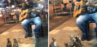 Everyone ignored the street singer, but 4 kittens came up to offer their support.