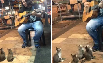 Everyone ignored the street singer, but 4 kittens came up to offer their support.