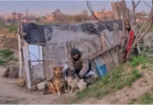 30 STRAY DOGS LIVE IN AN EMPTY LOT UNDER THE CARE OF A HOMELESS MAN