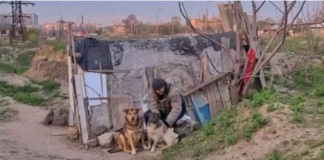 30 STRAY DOGS LIVE IN AN EMPTY LOT UNDER THE CARE OF A HOMELESS MAN