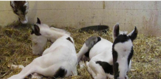 A 16-year-old horse gave birth to two stunning baby twins