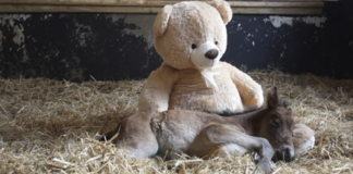 Teddy bear comforts orphaned pony, warming everyone’s heart!