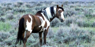THE LIFE AND HISTORY OF THE MOST FAMOUS WILD HORSE IN AMERICA