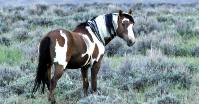 THE LIFE AND HISTORY OF THE MOST FAMOUS WILD HORSE IN AMERICA ...