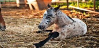 FOAL IS BIRTHWARED WITH A SPECIAL “COOKIES AND CREAM” COAT
