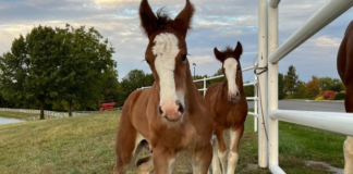 The Herd Heartily Welcomes New Budweiser Clydesdale Members!