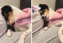 A woman is expecting a child, and her dog already adores the unborn baby sister