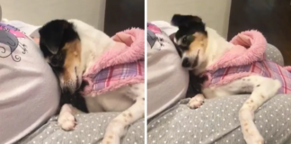 A woman is expecting a child, and her dog already adores the unborn baby sister