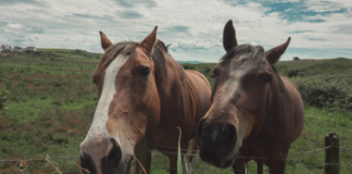 When the horse lets it go, he rolls about in the dirt and receives million views.