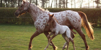 Appaloosa Mare and Foal horses: Unbelievable, Gorgeous Colors