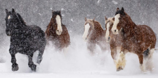 In the snow, forty Clydesdale mares go for a morning run