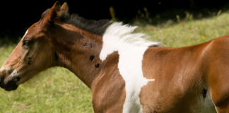 A SPECIAL HORSE-SHAPED MARK WAS PRESENT ON THE BODY WHEN THE UNIQUE HORSE WAS BORN.