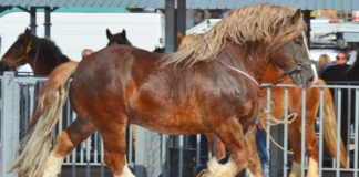 Unleash the Power and Speed of the Italian Heavy Horse: A Remarkable Story