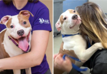 A dog that was abandoned by its owner at an airport has found a loving new home