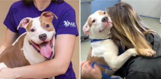 A dog that was abandoned by its owner at an airport has found a loving new home