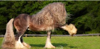 Silver Bullet: The Fabulous Purebred Gypsy Vanner Stallion