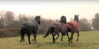 After four long years, the horse is excited to see his best friend again!