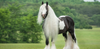 A Horse That Will Leave You Breathless – Austin
