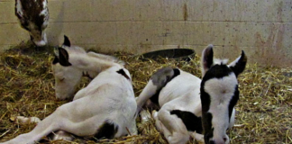 Mother Mare, Despite Her Advanced Age, Gives Birth To A Pair Of ‘Rare’ Healthy Twin Ponies!