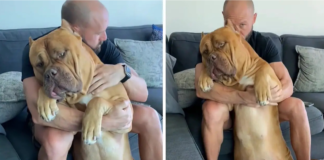 160-Pound Pit Bull Loves And Appreciates Cuddles!