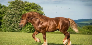 The World’s Strongest Horse Breeds (With Pictures)