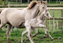 Rare Filly goes outside for the first time with her loving mother.