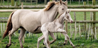 Rare Filly goes outside for the first time with her loving mother.