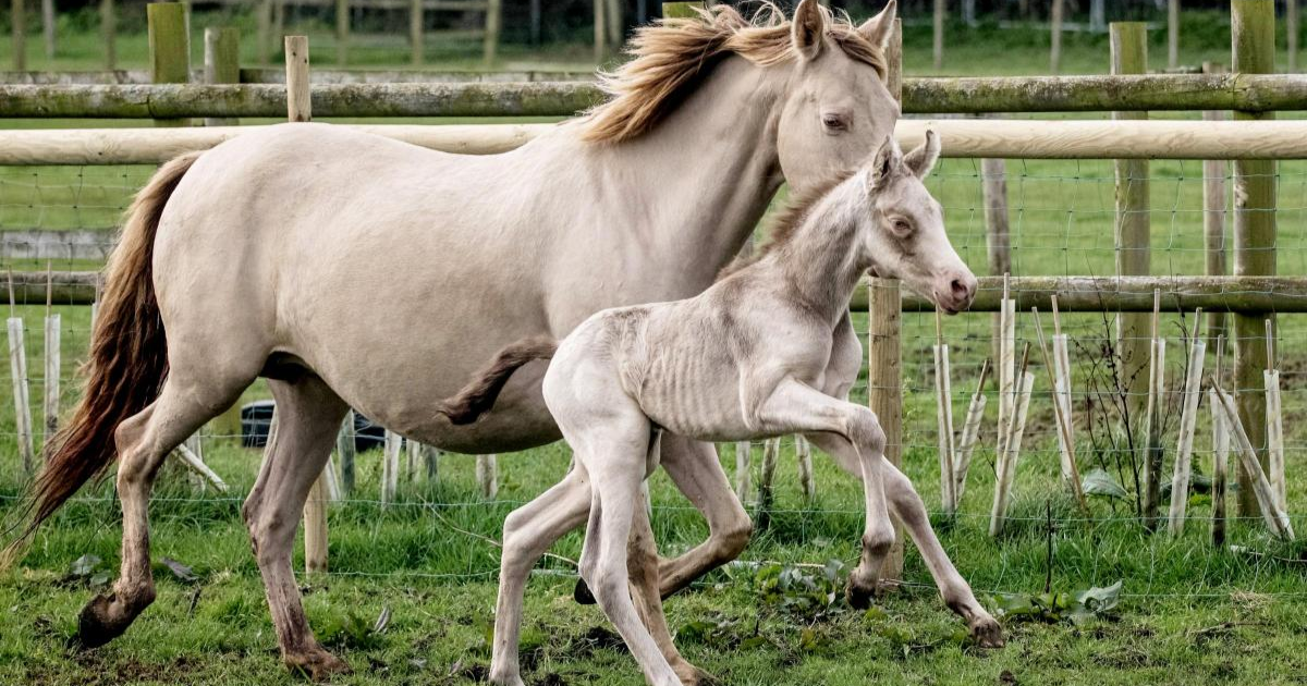 Rare Filly goes outside for the first time with her loving mother ...