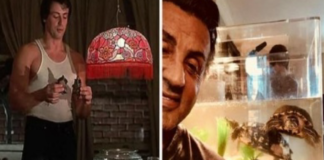 Rocky’s Pet Turtles: A Timeless Story of Friendship and Legacy with Sylvester Stallone