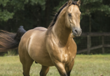 5 Most Calm Horse Breeds