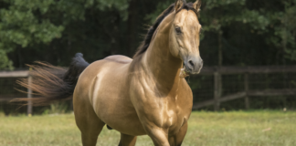 5 Most Calm Horse Breeds