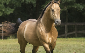 5 Most Calm Horse Breeds